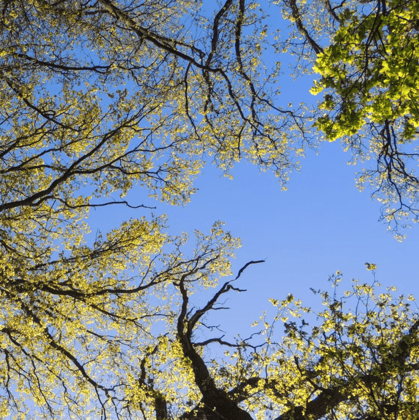 Sick tree with leaves turning yellow which show the concept of seeing the symptoms but not the root cause of a problem